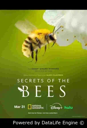 Секреты пчёл